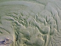 NL, Noord-Holland, Texel, De Hors 181, Saxifraga-Foto Fitis-Sytske Dijksen