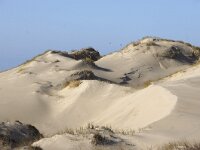 NL, Noord-Holland, Texel, Kelderhuispolder 1, Saxifraga-Foto Fitis-Sytske Dijksen