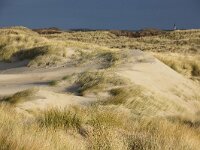 NL, Noord-Holland, Texel, Paal 8 28, Saxifraga-Foto Fitis-Sytske Dijksen
