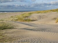 NL, Noord-Holland, Texel, Paal 8 33, Saxifraga-Foto Fitis-Sytske Dijksen