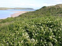GB, Cornwall, Polzeath 8, Saxifraga-Foto Fitis- Sytske Dijksen