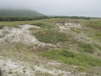 N, Nordland, Andoy, Sandhaugan 2, Saxifraga-Willem van Kruijsbergen