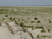 NL, Friesland, Schiermonnikoog 20, Saxifraga-Hans Boll