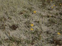 NL, Friesland, Vlieland, Kooisplek 13, Saxifraga-Hans Boll