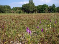 NL, Groningen, Het Hogeland, Lauwersmeer 4, Saxifraga-Hans Dekker