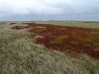 NL, Groningen, Het Hogeland, Rottumeroog 1, Saxifraga-Mark Zekhuis