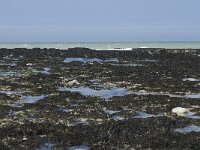 F, Seine-Maritime, Veulettes-sur-Mer 6, Saxifraga-Willem van Kruijsbergen