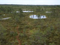 EST, Harjumaa, Kuusalu, Lahemaa rahvuspark 117, Saxifraga-Hans Boll