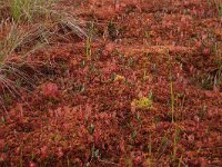 EST, Harjumaa, Kuusalu, Lahemaa rahvuspark 144, Saxifraga-Hans Boll