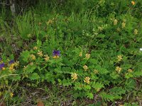 EST, Harjumaa, Kuusalu, Lahemaa rahvuspark 223, Saxifraga-Hans Boll