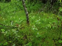 EST, Harjumaa, Kuusalu, Lahemaa rahvuspark 239, Saxifraga-Hans Boll