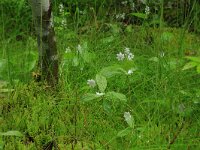 EST, Harjumaa, Kuusalu, Lahemaa rahvuspark 240, Saxifraga-Hans Boll