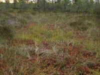 EST, Harjumaa, Kuusalu, Lahemaa rahvuspark 253, Saxifraga-Hans Boll