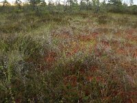 EST, Harjumaa, Kuusalu, Lahemaa rahvuspark 254, Saxifraga-Hans Boll