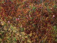 EST, Harjumaa, Kuusalu, Lahemaa rahvuspark 38, Saxifraga-Hans Boll