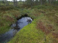 EST, Harjumaa, Kuusalu, Lahemaa rahvuspark 45, Saxifraga-Hans Boll