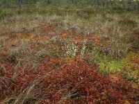 EST, Harjumaa, Kuusalu, Lahemaa rahvuspark 6, Saxifraga-Hans Boll