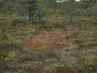 EST, Harjumaa, Kuusalu, Lahemaa rahvuspark 79, Saxifraga-Hans Boll