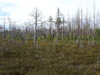EST, Laane maakond, Laane-Nigula, Leidissoo looduskaitseala 1, Saxifraga-Hans Boll