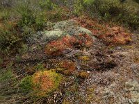 EST, Laane maakond, Laane-Nigula, Leidissoo looduskaitseala 112, Saxifraga-Hans Boll