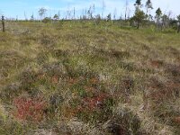 EST, Laane maakond, Laane-Nigula, Leidissoo looduskaitseala 150, Saxifraga-Hans Boll