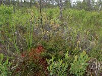 EST, Laane maakond, Laane-Nigula, Leidissoo looduskaitseala 84, Saxifraga-Hans Boll