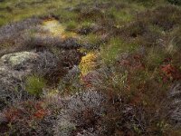 EST, Laane maakond, Laane-Nigula, Leidissoo looduskaitseala 96, Saxifraga-Hans Boll