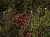 EST, Parnu maakond, Haademeeste vald, Nigula looduskaitseala 10, Saxifraga-Hans Boll