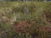 EST, Parnu maakond, Haademeeste vald, Nigula looduskaitseala 27, Saxifraga-Hans Boll