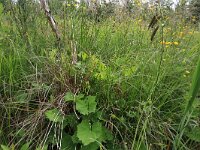 EST, Parnu maakond, Parnu, Natsi-Volla hoiuala 7, Saxifraga-Hans Boll