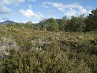 N, More og Romsdal, Fraena, Hustad 33, Saxifraga-Annemiek Bouwman