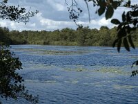 NL, Noord-Holland, s Graveland, Het Hol 1, Saxifraga-Marijke Verhagen