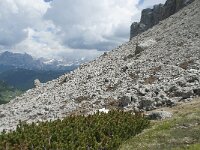 I, Sued-Tirol, Wolkenstein, Groedner Joch 86, Saxifraga-Annemiek Bouwman