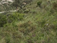 E, Granada, Arenas del Rey 4, Saxifraga-Willem van Kruijsbergen