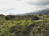 E, Granada, Cadiar 21, Saxifraga-Willem van Kruijsbergen