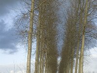 B, Limburg, Lommel, Grote Fosse 22, Saxifraga-Jan van der Straaten