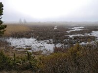 EST, Laanemaa, Laane-Nigula vald, Spithami, Saxifraga-Tom Heijnen