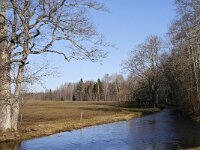 EST, Viljandimaa, near Lati lokkekoht in Soomaa rahvuspark, Saxifraga-Tom Heijnen