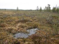 FIN, Lapland, Inari, Lemmenjoki 10, Saxifraga-Dirk Hilbers