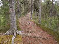 FIN, Lapland, Inari, Lemmenjoki 5, Saxifraga-Dirk Hilbers