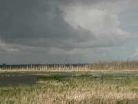D, Mecklenburg-Vorpommern, Gutzkow-Anklam 1, Saxifraga-Hans Boll