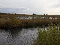 D, Niedersachsen, Diepholz 11, Saxifraga-Jan Nijendijk