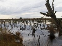 D, Niedersachsen, Diepholz 15, Saxifraga-Jan Nijendijk