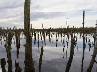 D, Niedersachsen, Diepholz 16, Saxifraga-Jan Nijendijk
