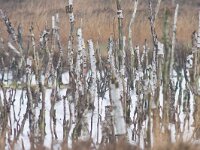 D, Niedersachsen, Diepholz 18, Saxifraga-Jan Nijendijk