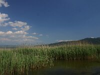 GR, Kentrikí Makedhonía, Volvi, Limni Volvi 3, Saxifraga-Dirk Hilbers