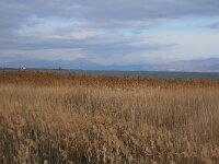 GR, Rodopi, Lake Mitrikou 1, Saxifraga-Dirk Hilbers