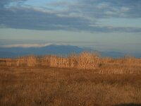 GR, Rodopi, Lake Mitrikou 4, Saxifraga-Dirk Hilbers