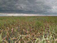 PL, Podlaskie,  Wiejska, Budy 1, Saxifraga-Bas Klaver