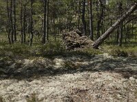 S, Jonkoping Lan, Varnamo, Lovo 24, Saxifraga-Jan van der Straaten